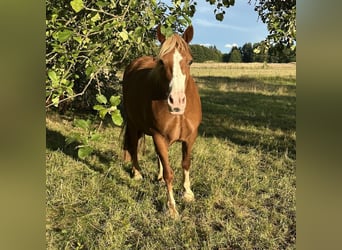 Welsh D (Cob), Mare, 7 years, 14,2 hh, Sorrel