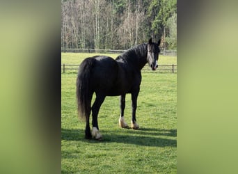 Welsh D (Cob), Mare, 7 years, 15.2 hh, Black