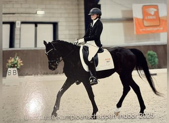 Welsh D (Cob), Mare, 8 years, 14.1 hh, Bay-Dark