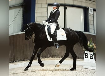 Welsh D (Cob), Mare, 8 years, 14.1 hh, Bay-Dark