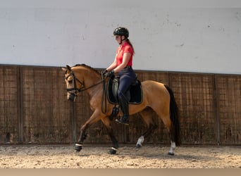 Welsh D (Cob), Mare, 8 years, 14.1 hh, Buckskin