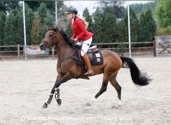 Welsh D (Cob), Mare, 8 years, 14.2 hh, Bay-Dark