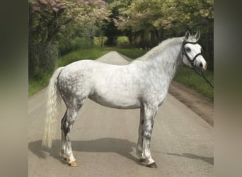 Welsh D (Cob), Mare, 8 years, 14,1 hh, Gray