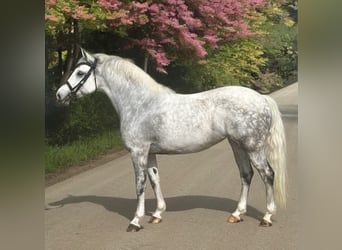 Welsh D (Cob), Mare, 8 years, 14,1 hh, Gray