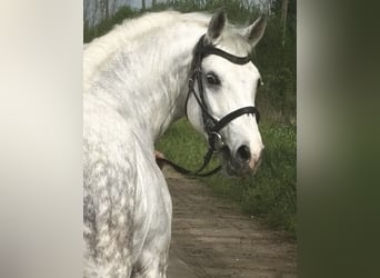Welsh D (Cob), Mare, 8 years, 14,1 hh, Gray