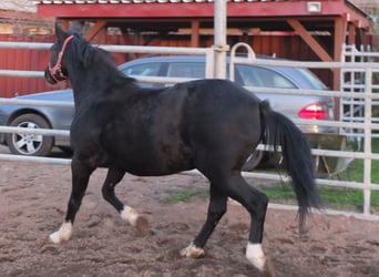 Welsh D (Cob), Mare, 8 years, 14,2 hh, Black