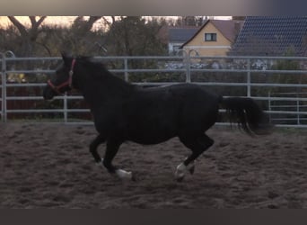 Welsh D (Cob), Mare, 8 years, 14,2 hh, Black
