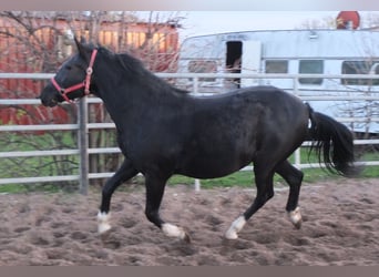 Welsh D (Cob), Mare, 8 years, 14,2 hh, Black