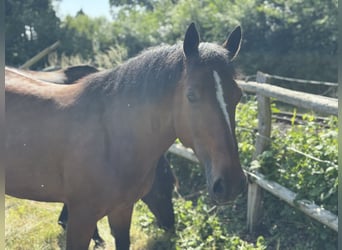 Welsh D (Cob), Mare, 8 years, 15.1 hh, Brown