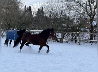Welsh D (Cob), Mare, 8 years, 15.1 hh, Brown