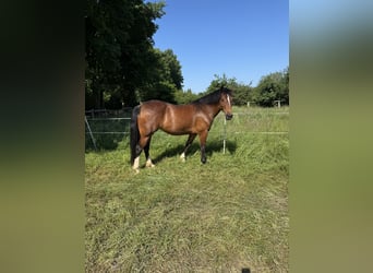 Welsh D (Cob), Mare, 8 years, 15.1 hh, Brown