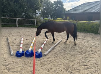 Welsh D (Cob), Mare, 8 years, 15.1 hh, Brown