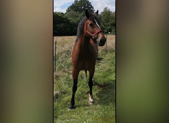 Welsh D (Cob), Mare, 8 years, 15,1 hh, Brown