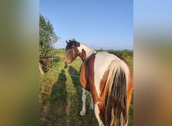 Welsh D (Cob) Mix, Mare, 9 years, 14,1 hh, Pinto
