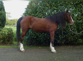 Welsh D (Cob), Mare, 9 years, 14,2 hh, Brown