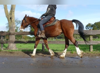 Welsh D (Cob), Mare, 9 years, 14,2 hh, Brown