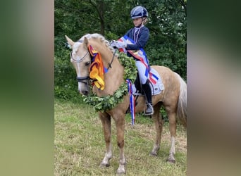 Welsh D (Cob), Mare, 9 years, 14,2 hh, Palomino