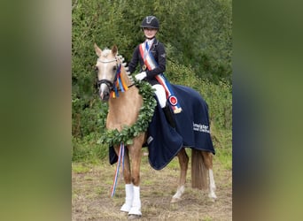 Welsh D (Cob), Mare, 9 years, 14,2 hh, Palomino