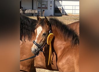 Welsh D (Cob), Mare, Foal (03/2026), 14.2 hh, Brown