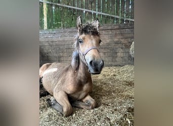 Welsh D (Cob) Mix, Mare, Foal (06/2025), 14,3 hh, Buckskin