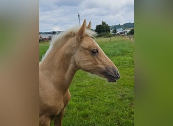 Welsh D (Cob), Mare, Foal (03/2025), 14,3 hh, Palomino