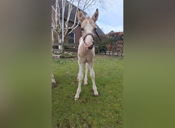 Welsh D (Cob) Mix, Mare, Foal (03/2026), 15.2 hh, Dun