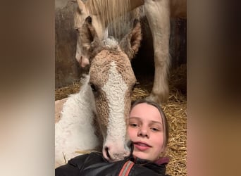 Welsh D (Cob) Mix, Mare, Foal (03/2026), 15.2 hh, Dun