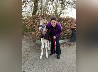 Welsh D (Cob) Mix, Mare, Foal (03/2026), 15.2 hh, Dun