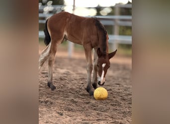 Welsh D (Cob), Mare, Foal (06/2025), 15 hh, Brown