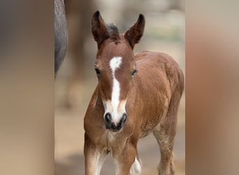Welsh D (Cob), Mare, Foal (06/2025), 15 hh, Brown