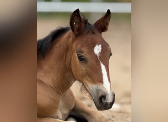 Welsh D (Cob), Mare, Foal (06/2025), 15 hh, Brown