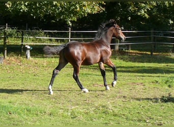 Welsh D (Cob), Mare, Foal (05/2025), Brown