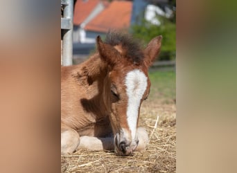 Welsh D (Cob), Mare, , Brown