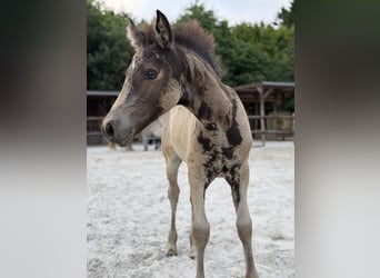 Welsh D (Cob), Mare, Foal (05/2026), Buckskin