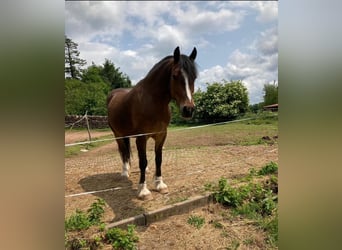 Welsh D (Cob), Stallion, 10 years, 14,2 hh, Brown