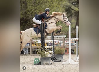 Welsh D (Cob), Stallion, 11 years, 14.1 hh, Perlino