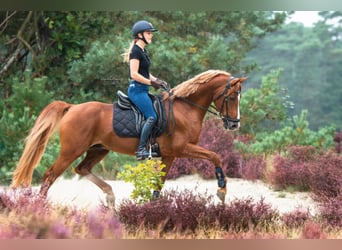Welsh D (Cob), Stallion, 14 years, 14,2 hh, Chestnut-Red