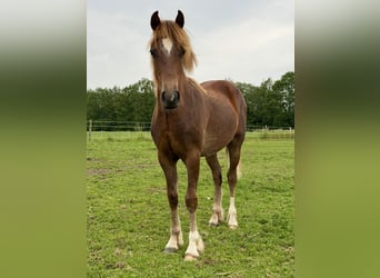 Welsh D (Cob), Stallion, 1 year, 14.1 hh, Chestnut