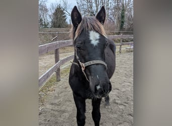 Welsh D (Cob), Stallion, 1 year, 14,1 hh, Black