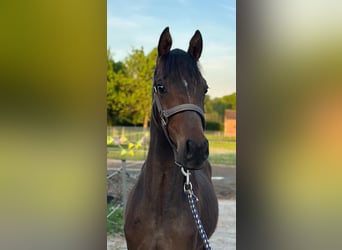 Welsh D (Cob), Stallion, 1 year, 14,2 hh, Bay-Dark