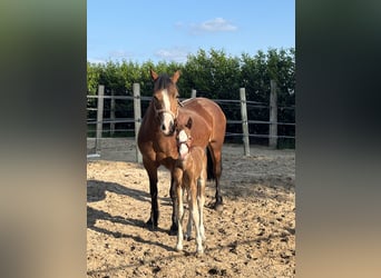 Welsh D (Cob), Stallion, 1 year, 14,2 hh, Brown