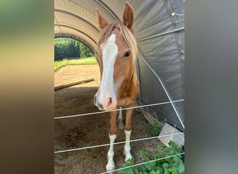 Welsh D (Cob), Stallion, 1 year, 14,2 hh, Chestnut-Red