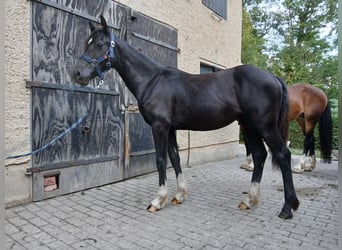 Welsh D (Cob), Stallion, 1 year, Black