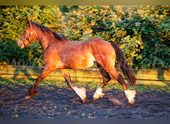 Welsh D (Cob), Stallion, 2 years, 14.2 hh, Brown