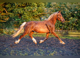Welsh D (Cob), Stallion, 2 years, 14.2 hh, Chestnut-Red