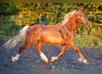 Welsh D (Cob), Stallion, 2 years, 14.2 hh, Chestnut-Red