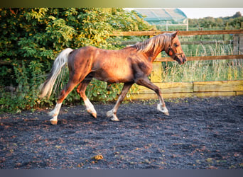 Welsh D (Cob), Stallion, 2 years, 14.2 hh, Chestnut-Red