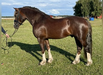 Welsh D (Cob), Stallion, 4 years, 14,1 hh, Chestnut