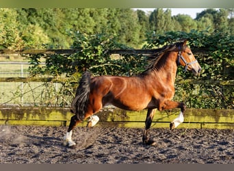 Welsh D (Cob), Stallion, 4 years, 14,2 hh, Brown