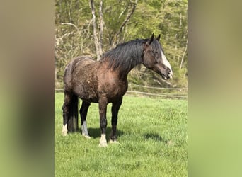 Welsh D (Cob) Mix, Stallion, 8 years, 15.1 hh, Black
